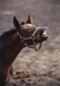 Obrazek